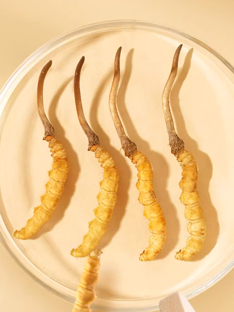 同仁堂鲜冬虫夏草奢享组