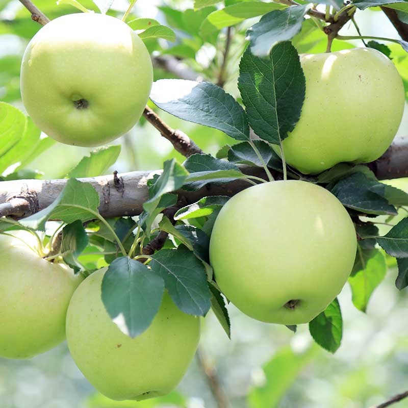 陕西青苹果 2019当季绿苹果5斤(约25个左右)