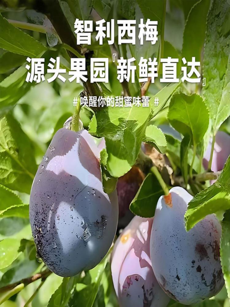 【顺丰速运】利智西梅 3斤 小果 新鲜酸甜李子 当季时令水果