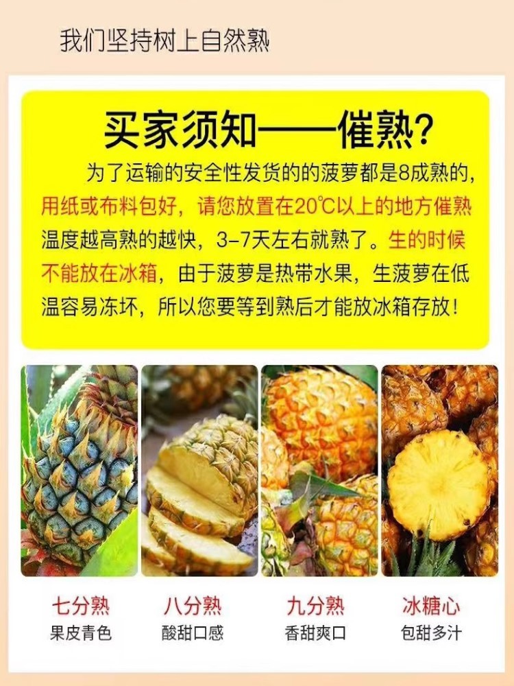 广东香水菠萝净重8斤