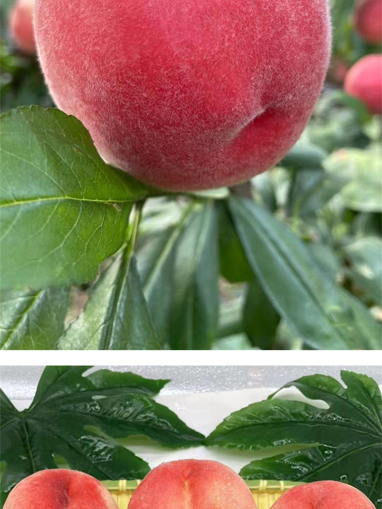 红梅水蜜桃3斤大果【7-9个左右】【顺丰快递】