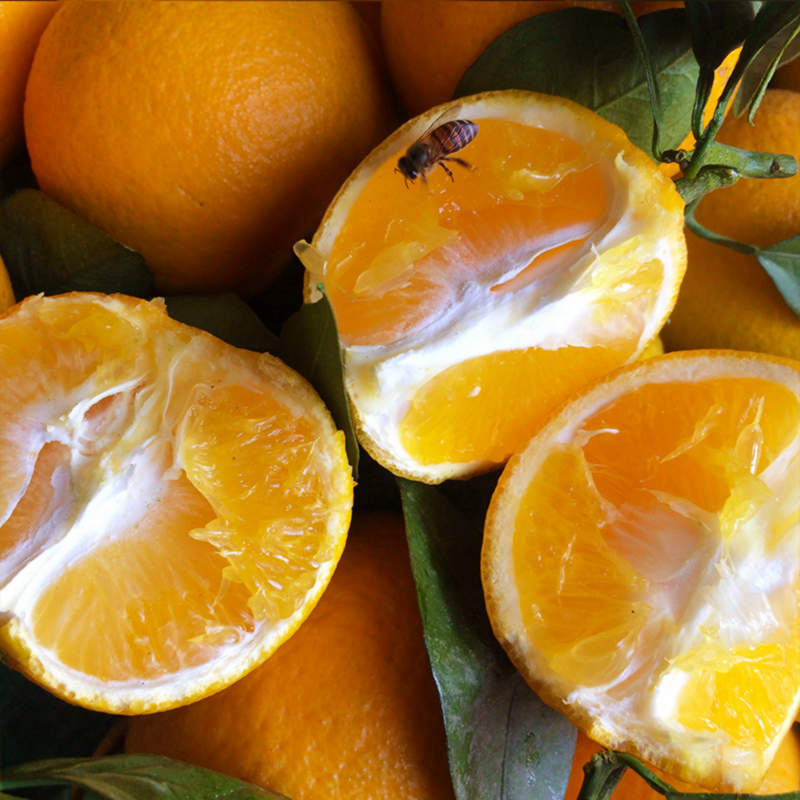 广西纯甜蜜香橙蜂蜜橙净重8斤大果