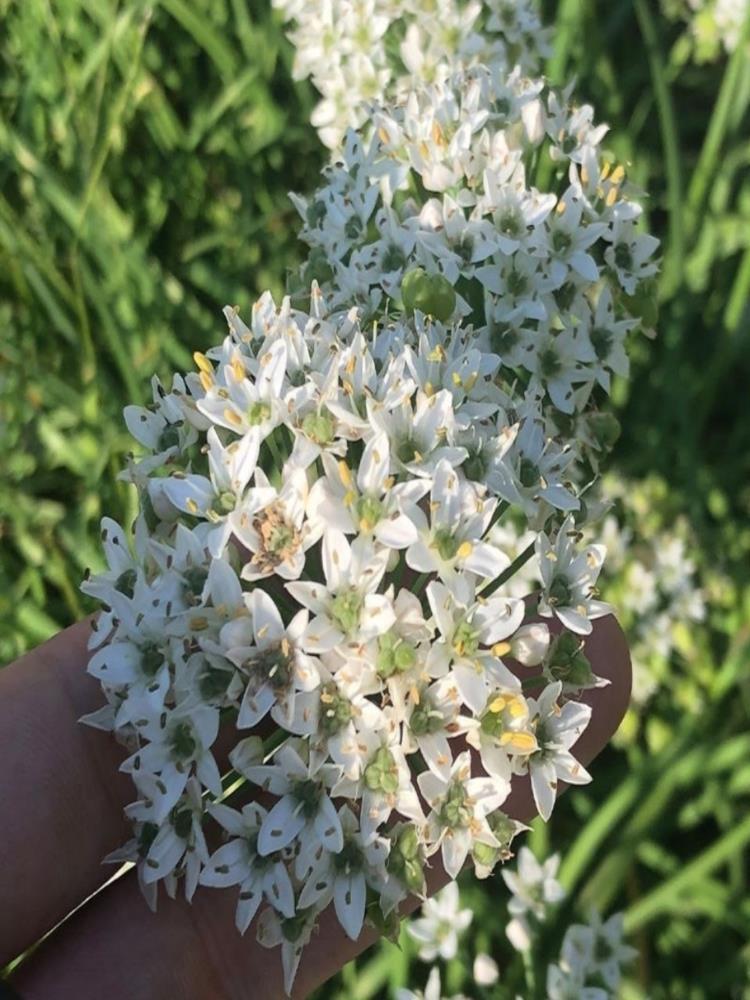刀剁韭菜花 500g*2袋 家乡味道韭香浓郁 美味可口