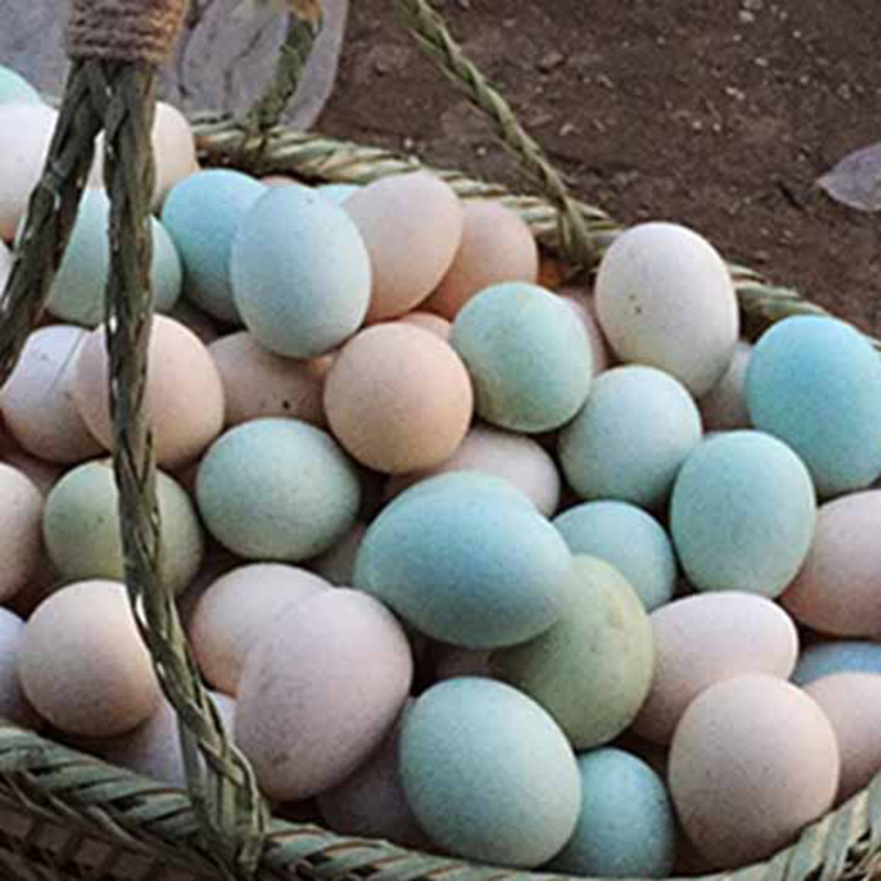 惠买公社农家散养土鸡蛋