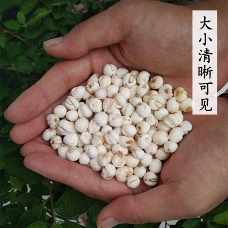 正宗-贝母100g/罐*2罐·【润 肺 止 咳·化 痰 平 喘】