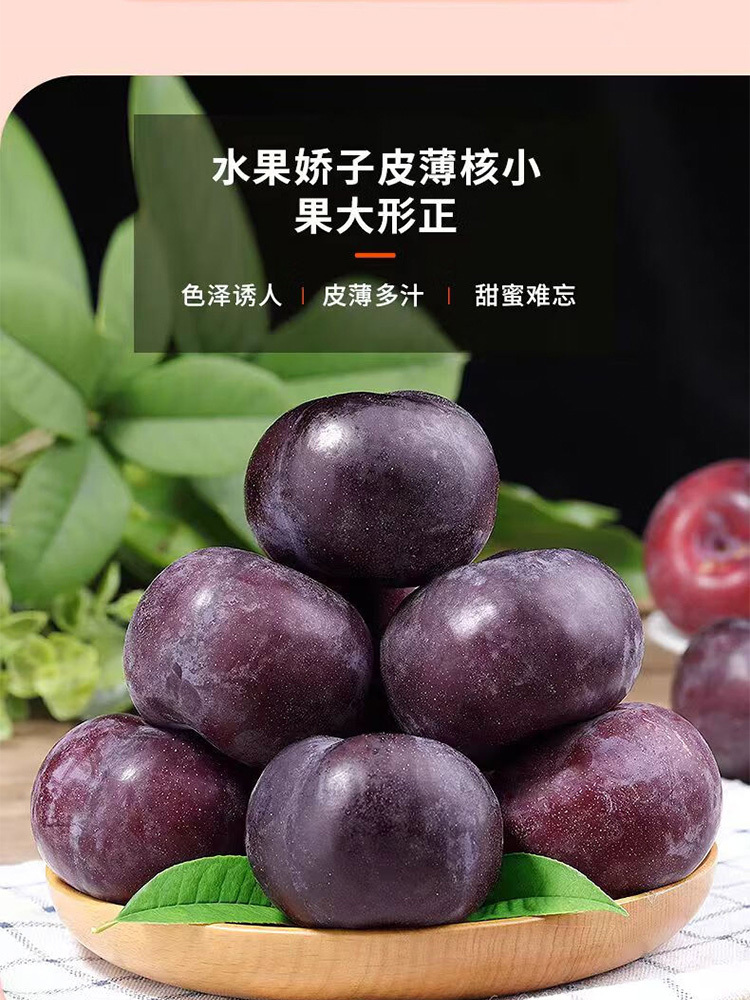 血丝玫瑰李净重5斤特大果 【单果70-100g】