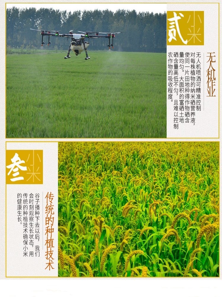 【江苏产地】中农科富硒小黄米400g*5包