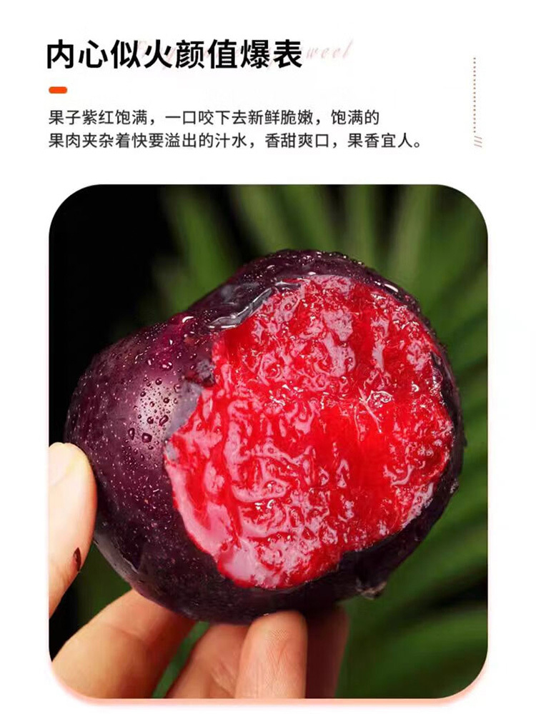 血丝玫瑰李净重5斤特大果 【单果70-100g】