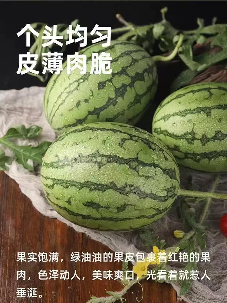 早春红玉小西瓜5-6斤（2-3个）