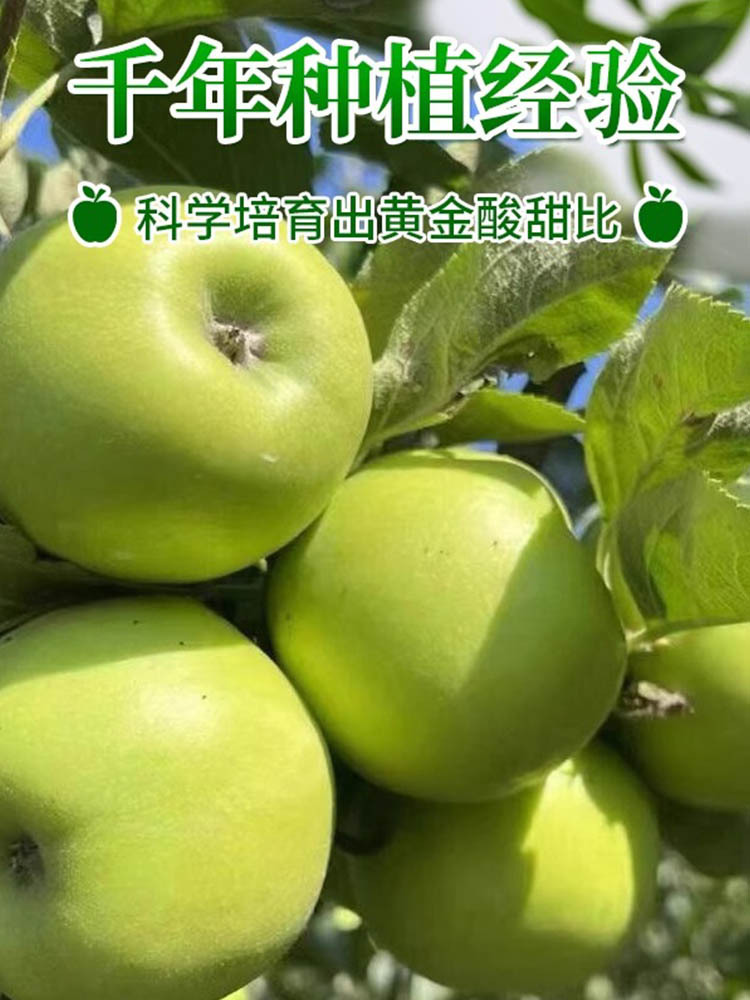 山东华硕青苹果净重5斤【单果75mm+】酸甜多汁 肉厚味美