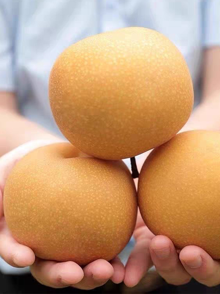 顺丰 秋月梨大果【单果300g+】·净重3斤