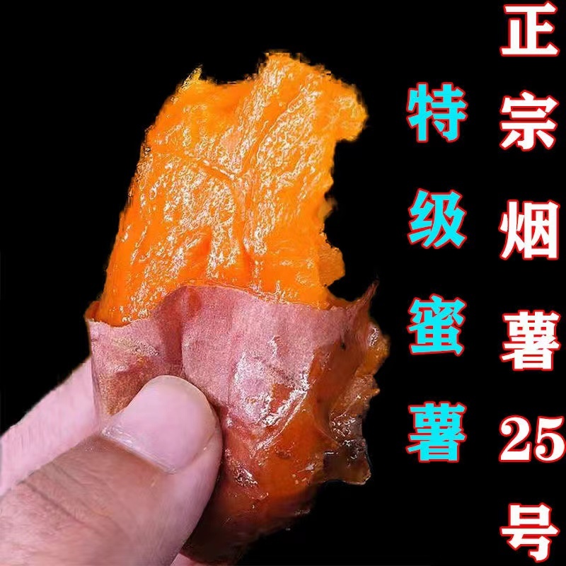 山东-烟薯25号大果5斤（净重4-5斤左右）【软糯香甜·皮薄如纸】