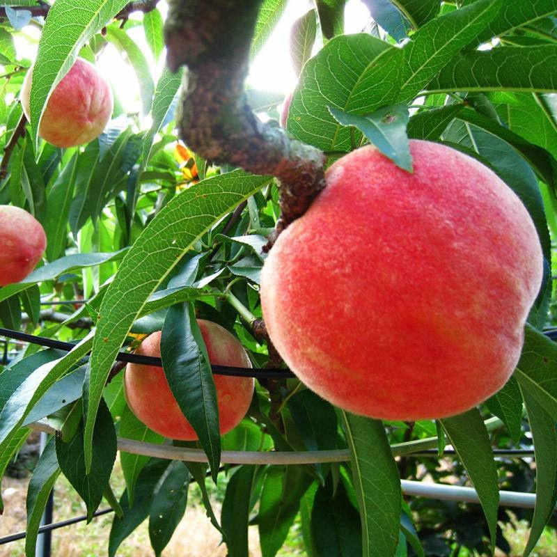 正宗龙泉驿水蜜桃 新鲜桃子 顺丰快递 12个装 4.5-5斤