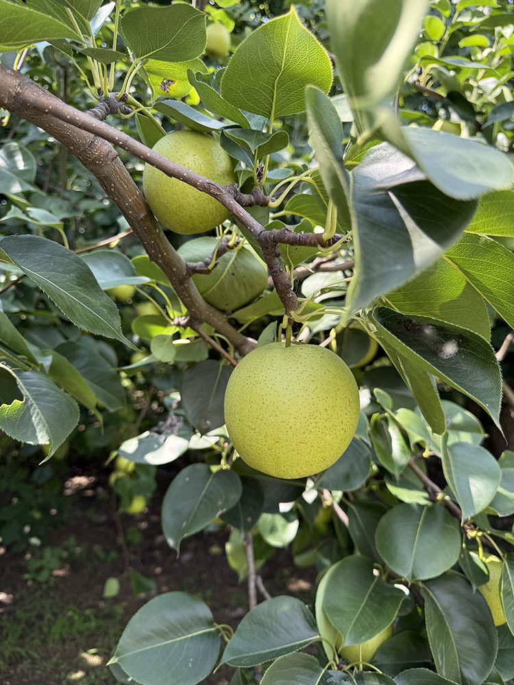 赵州皇冠梨带箱9斤
