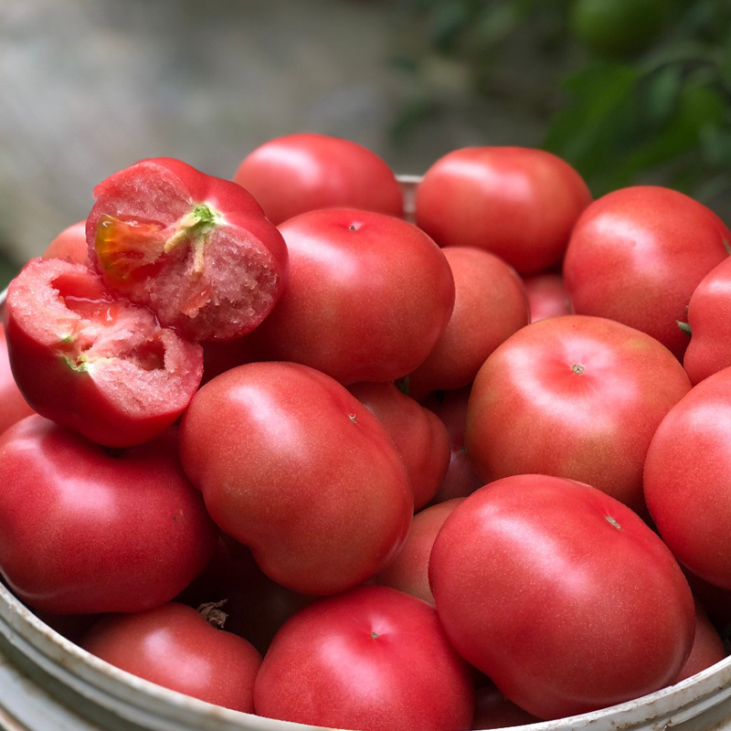 【有山有水】吐鲁番普罗旺斯西红柿5斤±100g（12个礼盒装）