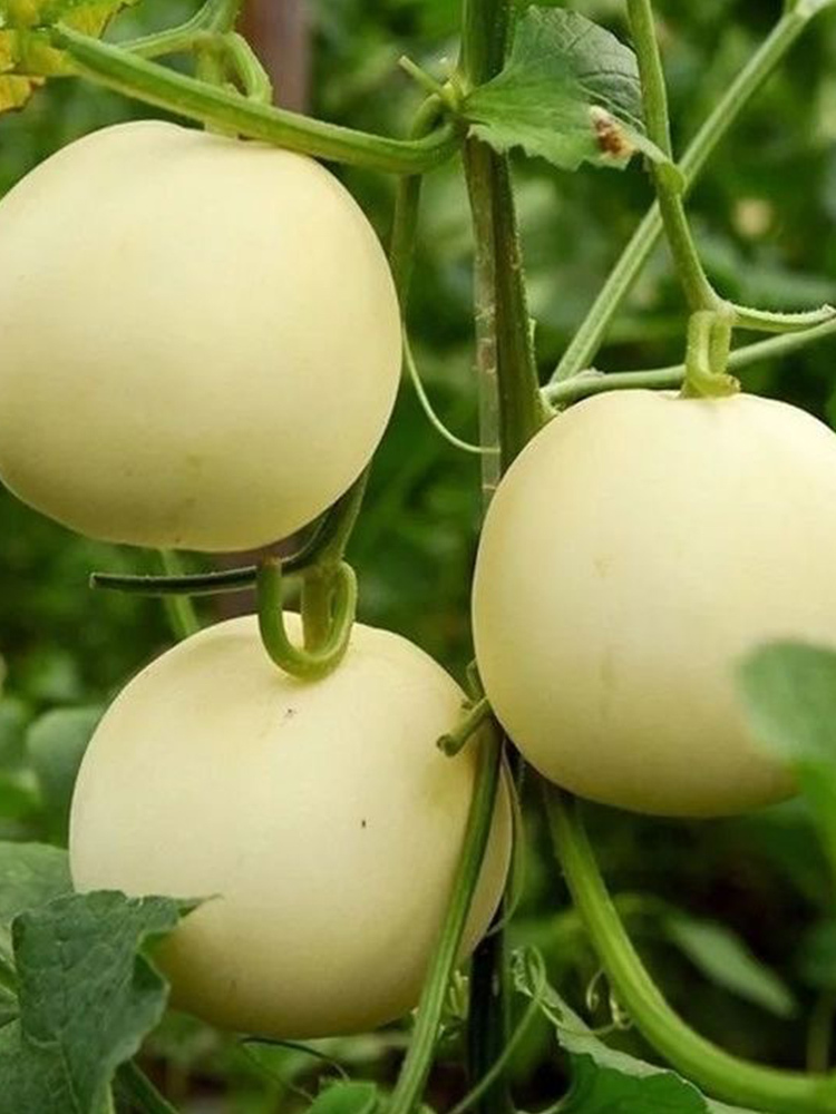 郁金香甜瓜 大果【单果300g+】·净重3斤