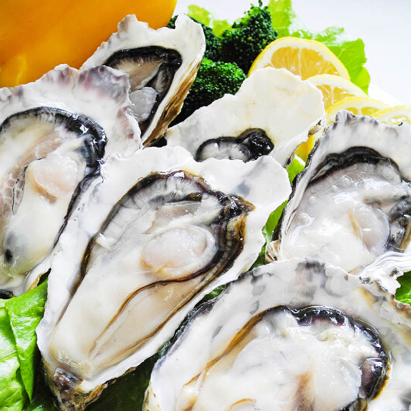 福建新鲜生蚝5斤装