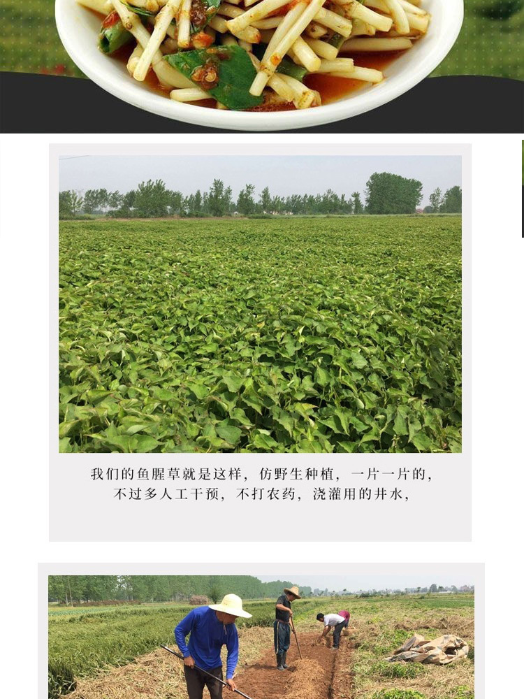 鱼腥草(折耳根）凉拌菜5斤