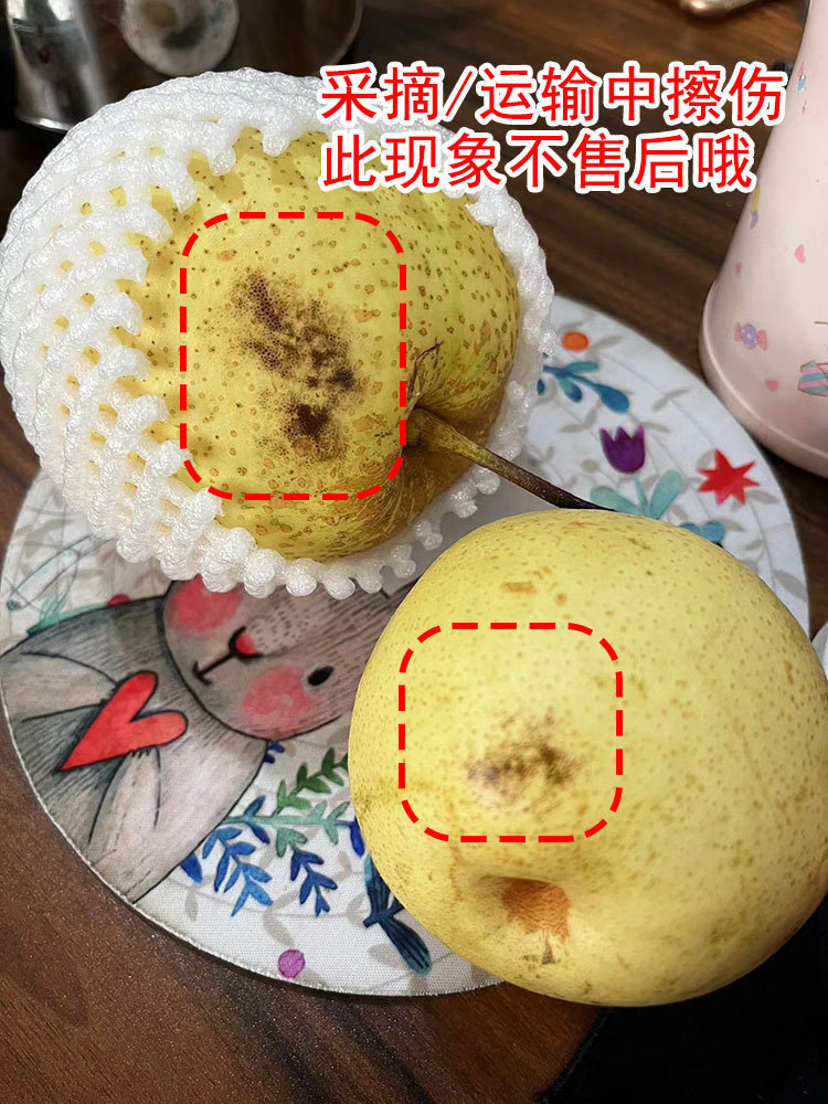 雪花梨 精选大果带箱9.5到10斤
