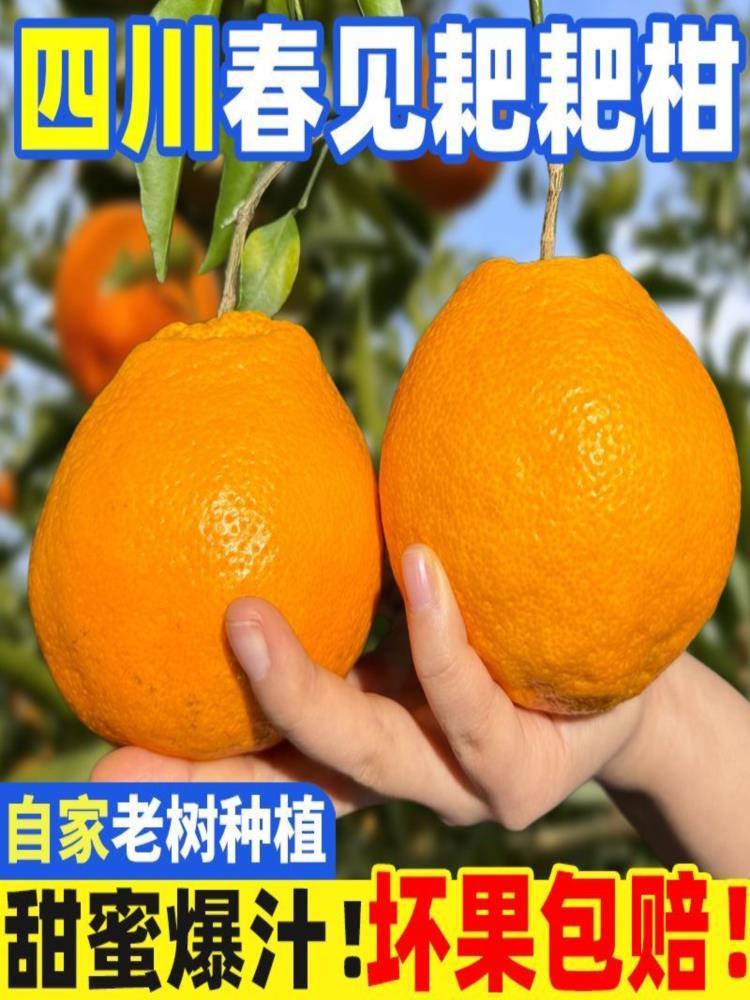 【果园精选】四川春见把粑柑 净重8.5斤 大果75mm-80mm 整箱装