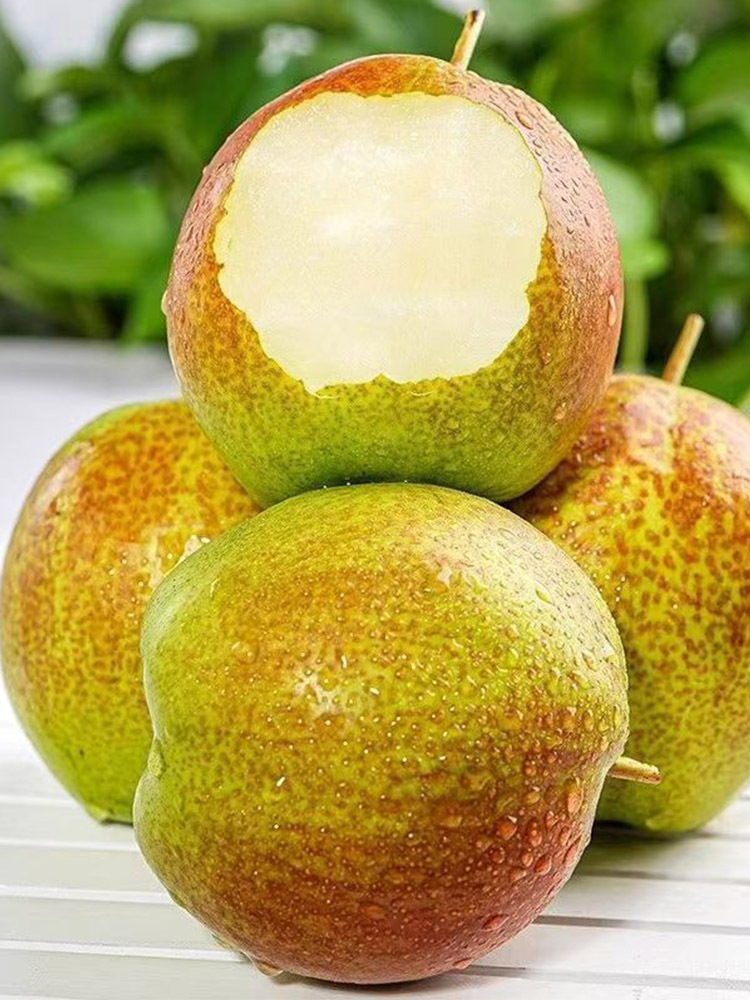 【京航严选】玉露香梨【单果75mm+】·净重3斤