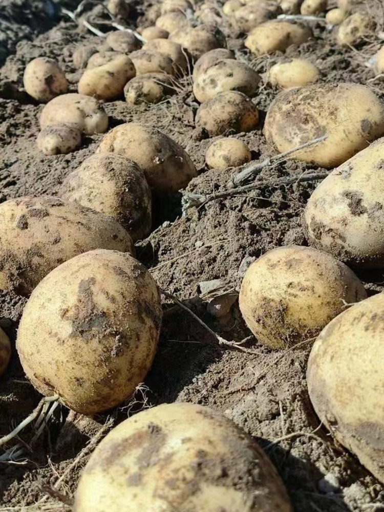 【买一箱送一箱】2025新疆黄皮黄心开花土豆净重5斤±100g