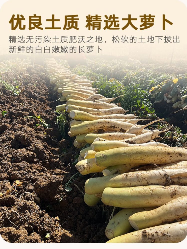 【湖南特产】原味萝卜干 4斤 萝卜条 农家自制 脆嫩风干白萝卜干干货