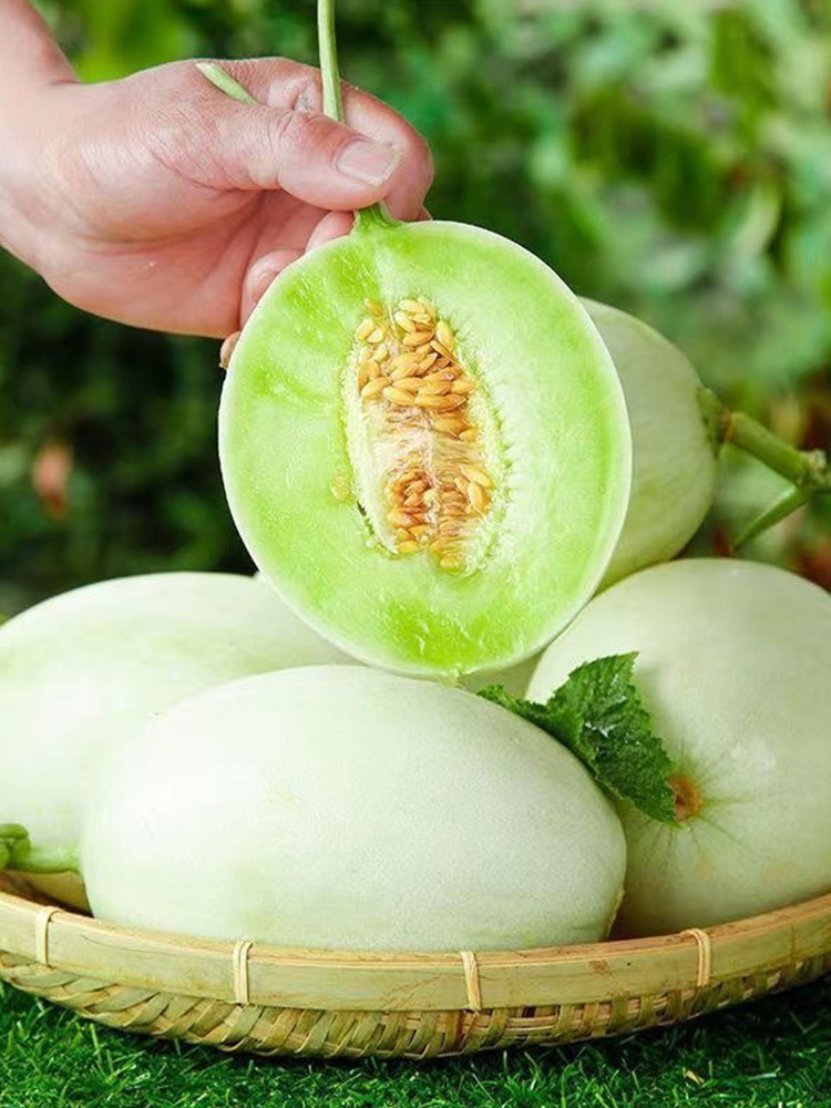 海南玉菇甜瓜·3斤【净重2.5-3斤】