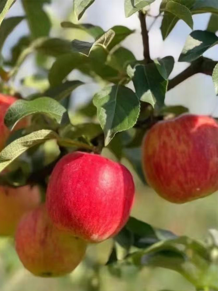 【京航严选】新西兰樱桃苹果100g+·8个