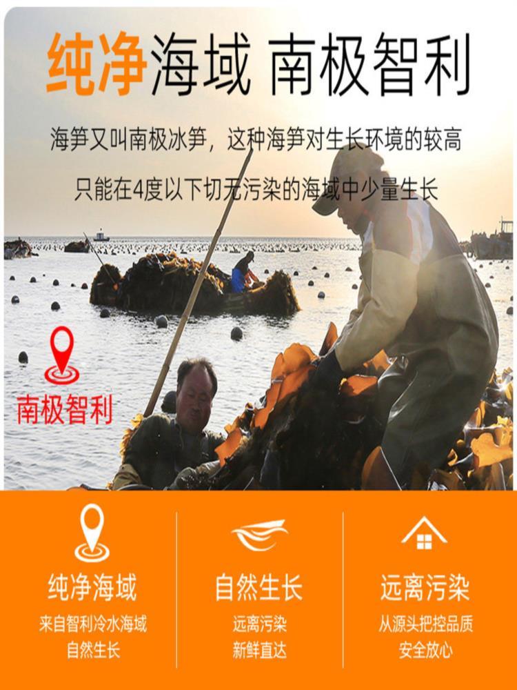 海笋干 100g*2袋 凉拌海笋干海茸海松茸