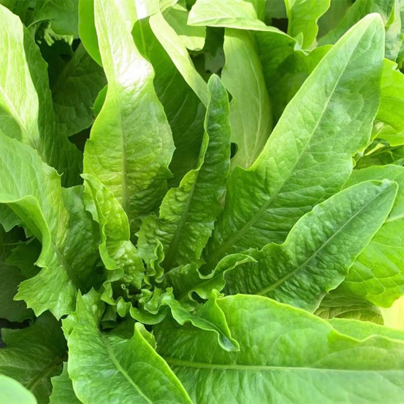 云南油麦菜4斤非转基因清炒火锅时蔬顺丰发货