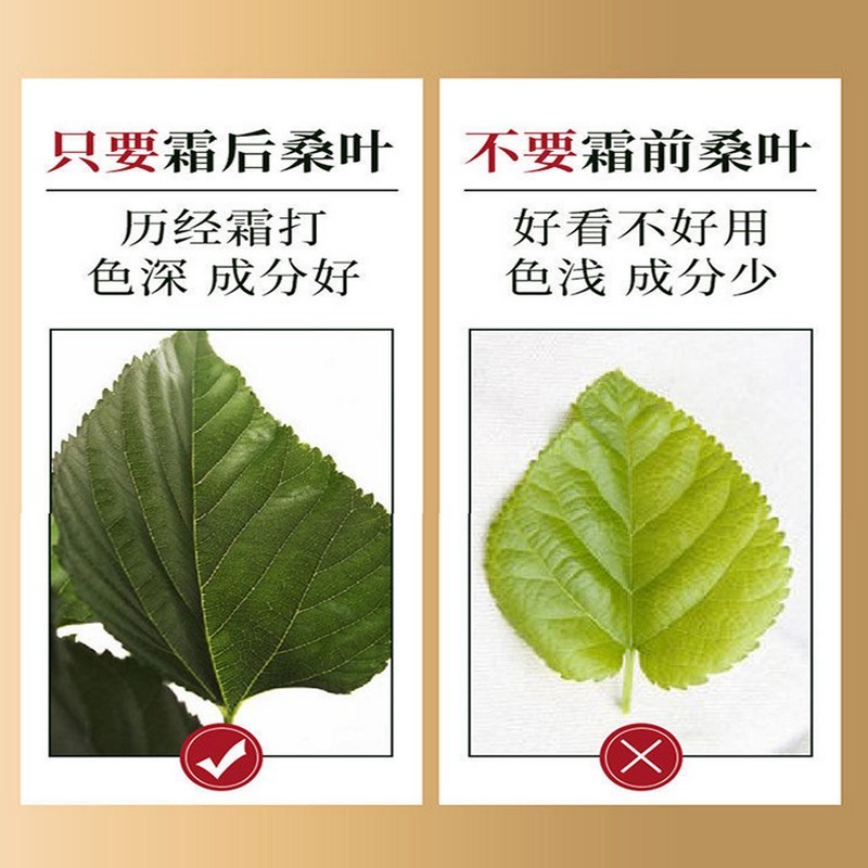 新鲜干桑叶茶120克*5罐花草茶·霜打桑叶