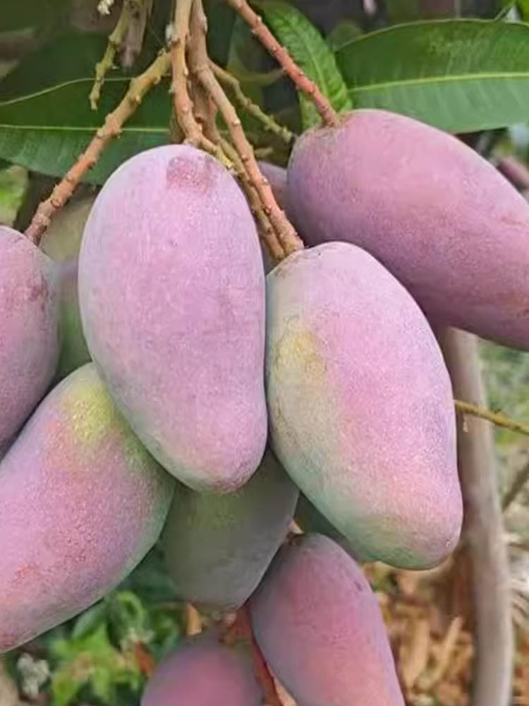 海南贵妃芒净重8斤特大果 香甜可口~发出的果子7-8分熟收到需要催熟