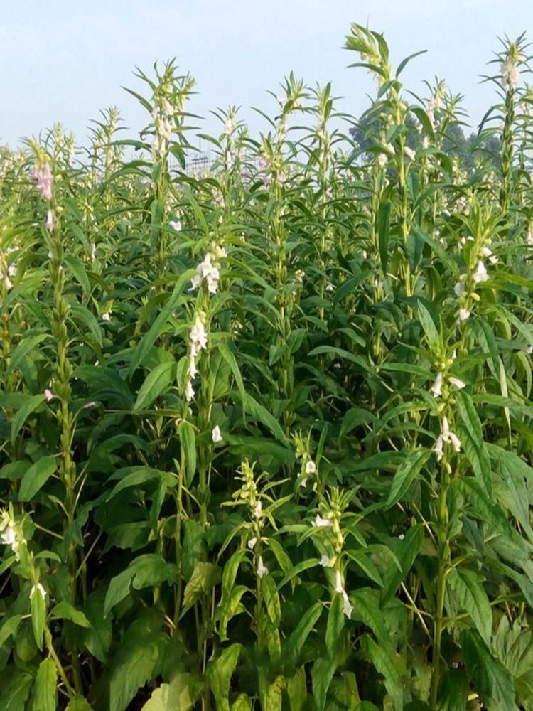 （带罐重）熟黑芝麻250g*2罐+熟白芝麻250g*2罐 共4罐 免洗即食