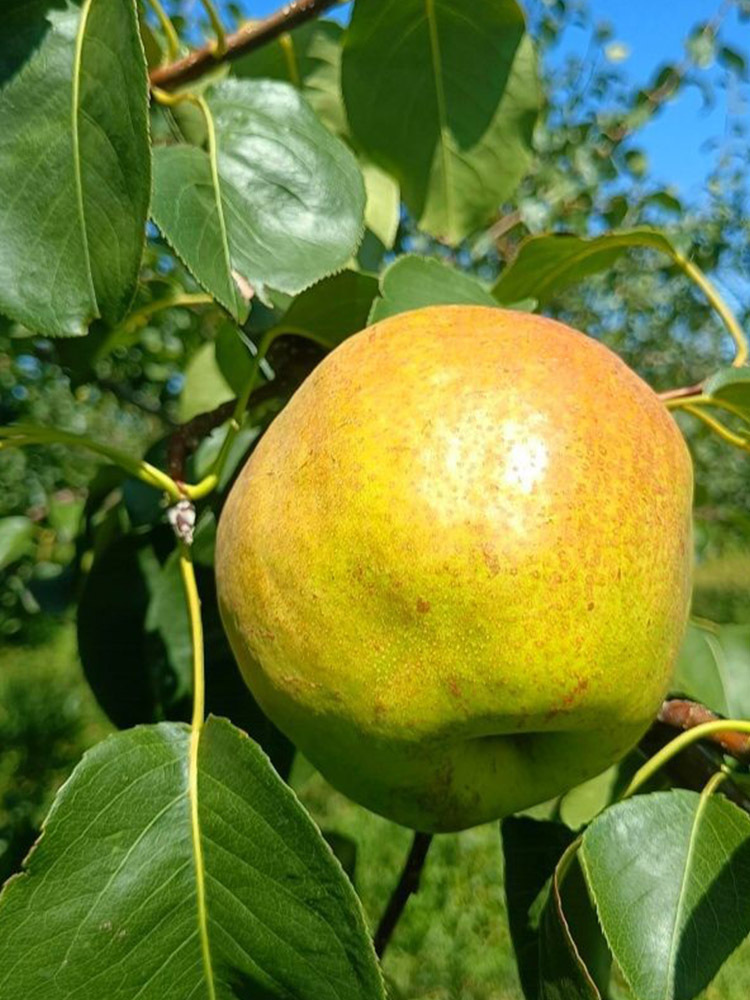 【京航严选】玉露香梨【单果75mm+】·净重3斤