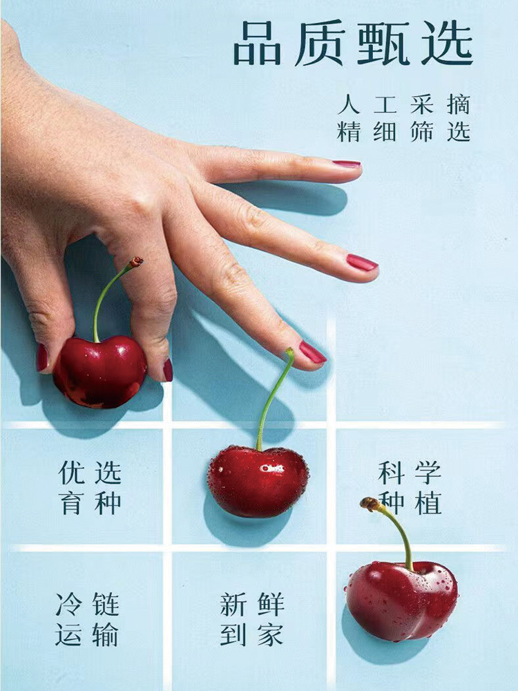 大连美早樱桃车厘子当季水果大樱桃果园直发2.25千克