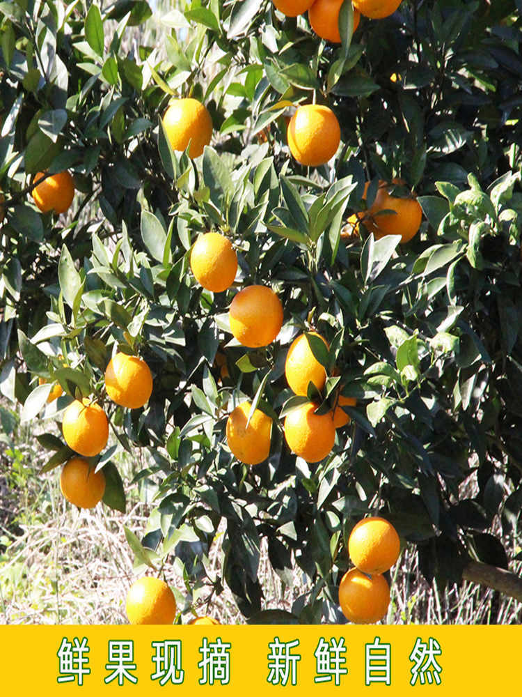 【绿色食品】湖南石门纽荷尔脐橙新鲜水果整箱净重9斤
