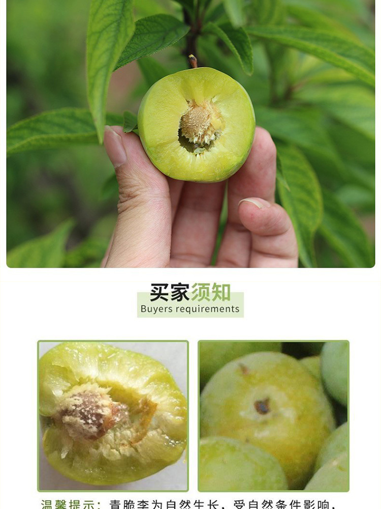 脱骨李【青脆李】净重4.5斤中果【单果20g】
