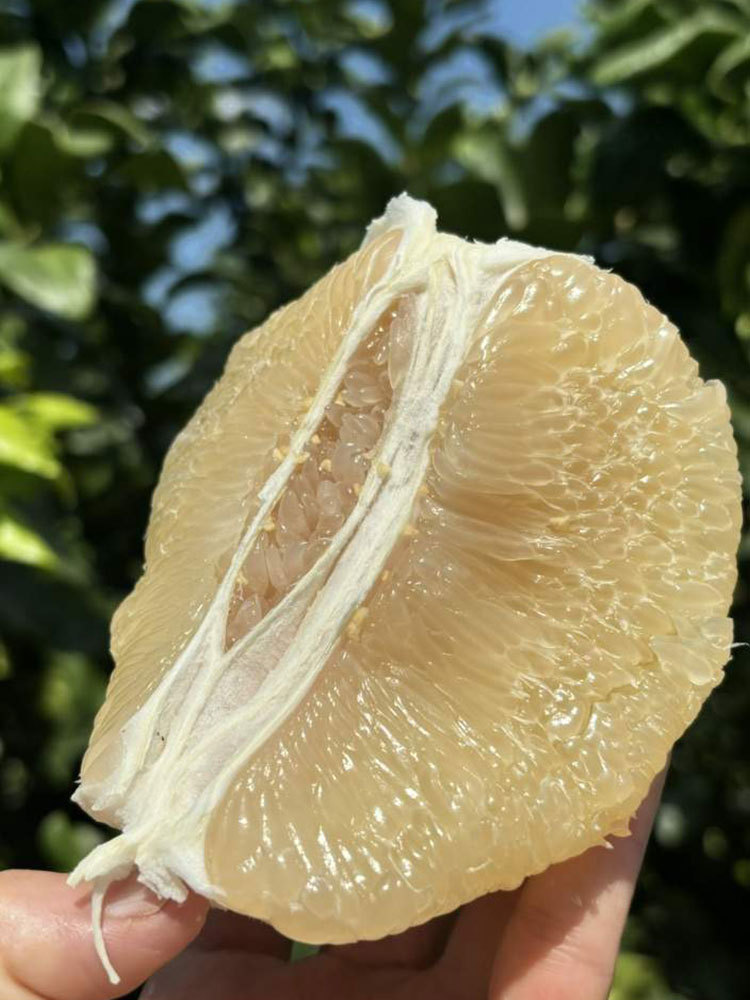 福利品*老树白金柚子8.5斤净重