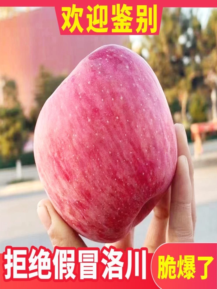 【陕西馆】洛川苹果  净重8-8.5斤装 中果 陕西红富士