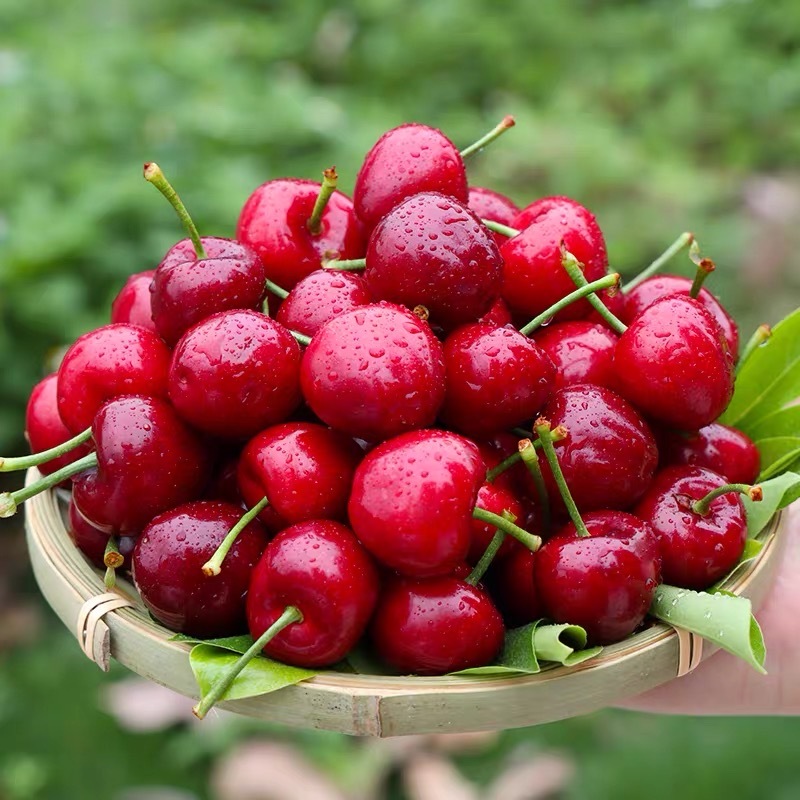 山东烟台大樱桃5斤26-28mm