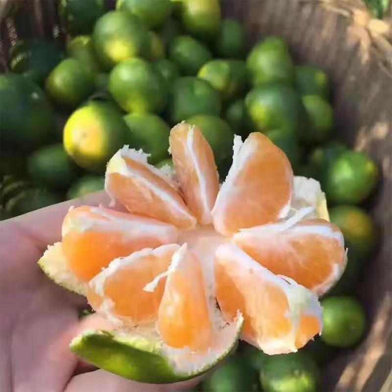 青蜜桔的功效和作用及禁忌(青蜜桔的功效和作用及禁忌是什么)