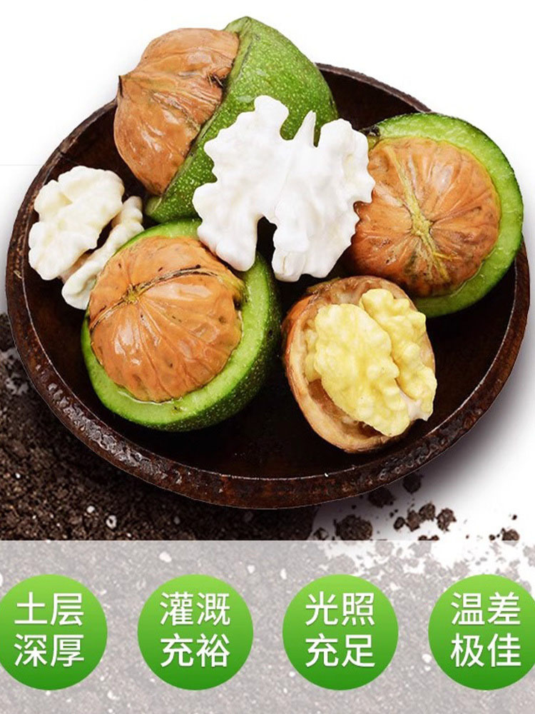 【送开果器】新鲜青皮核桃净重9斤 入口脆爽 果仁香甜不油腻