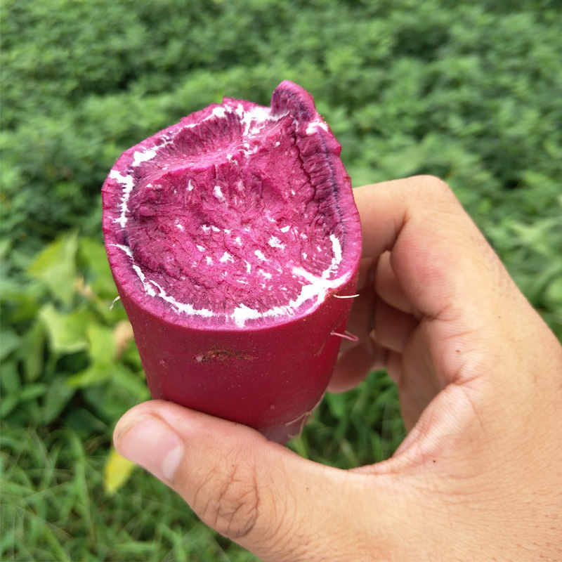 湖北农家自种紫薯五斤