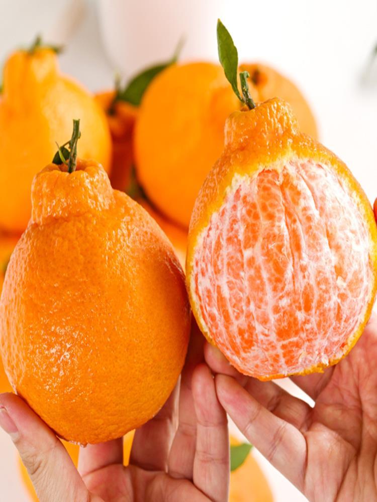 不知火丑橘 9斤大果 单果75+ 大果新鲜水果桔橘子丑柑丑八怪整箱