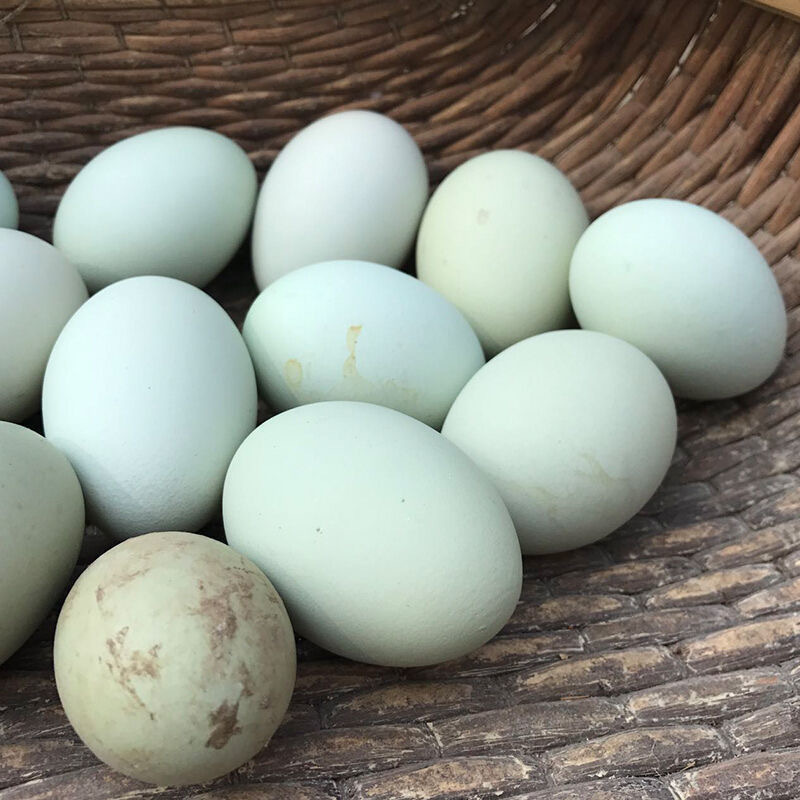 40枚每日新鲜乌鸡蛋土鸡蛋（单枚约30g）