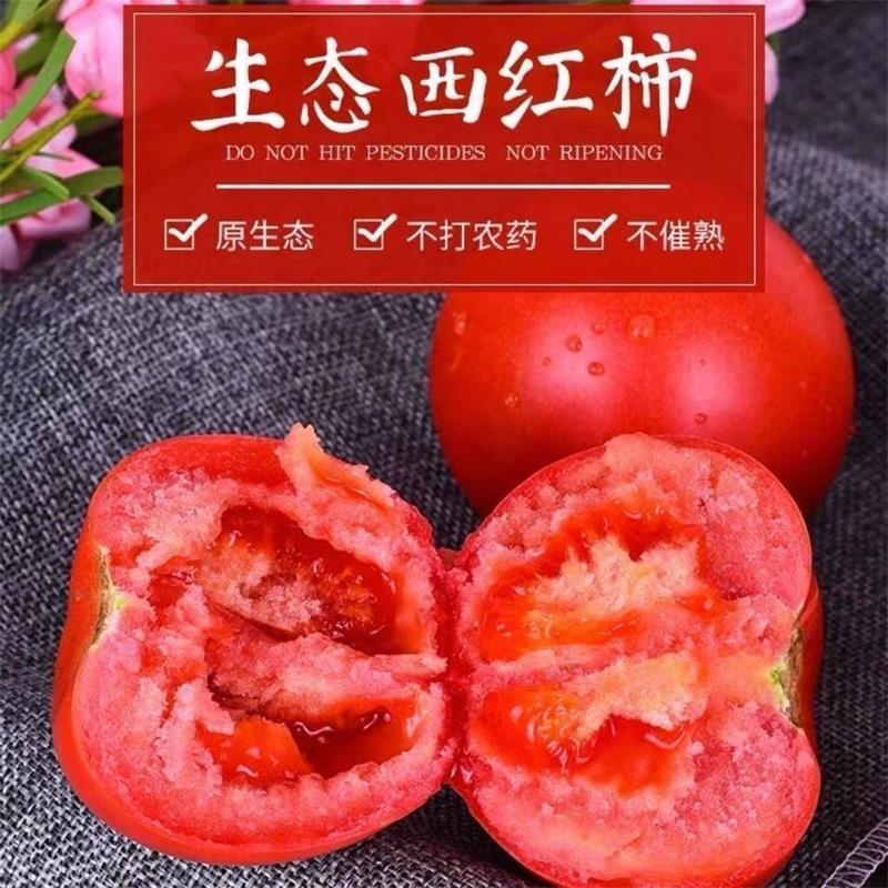 [2500克/箱]山东普罗旺斯生吃西红柿