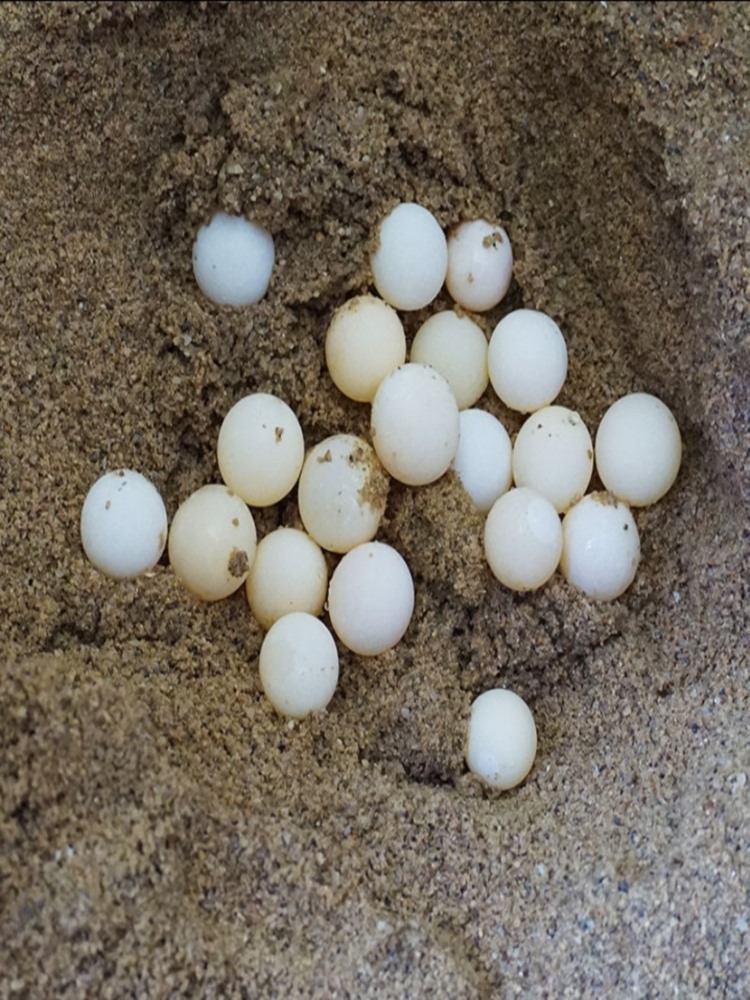 【江西生鲜馆】 甲鱼蛋食用60枚 农家老甲鱼头窝鳖蛋 团鱼蛋 现挖王八蛋
