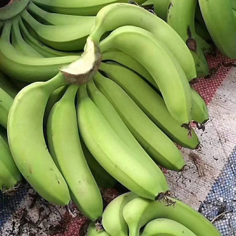 福建 天宝香蕉5斤（单果150g+顺丰包邮）