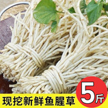 鱼腥草(折耳根